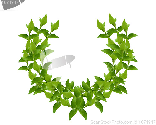 Image of Wreath from Green leaves