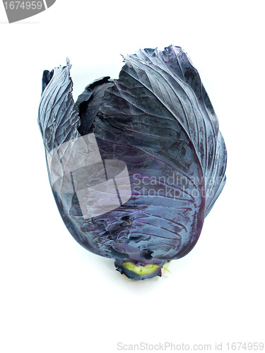 Image of Fresh red cabbage 