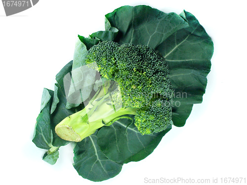 Image of broccoli and Leaf 