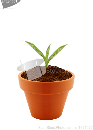 Image of Young plant in clay pot