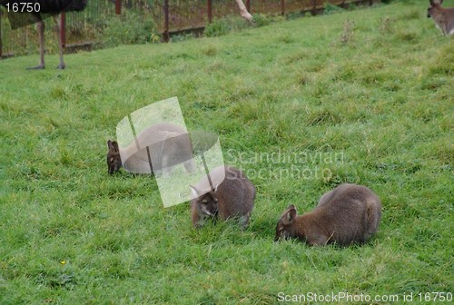 Image of three wallabies feeding