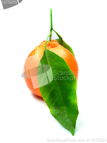 Image of Fresh orange