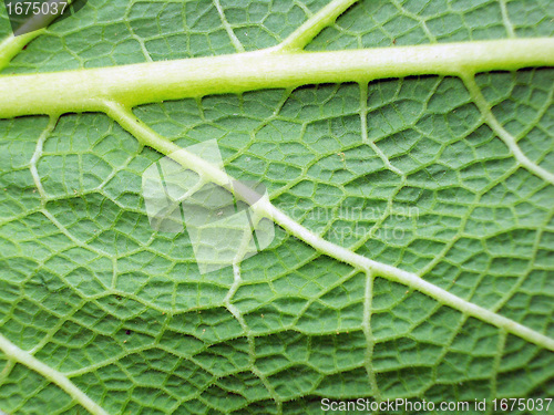 Image of Macro photo of leaf 