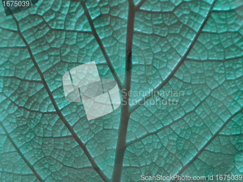 Image of Leaf of a plant