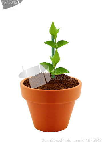 Image of Young plant in clay pot