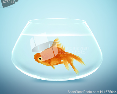 Image of goldfish in small bowl