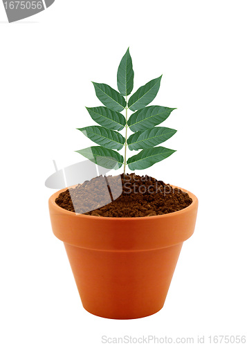 Image of Young plant in clay pot