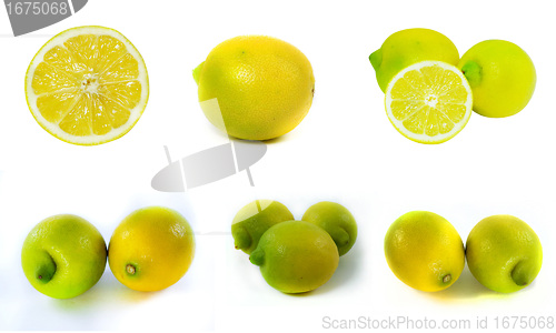 Image of Fresh Lemon