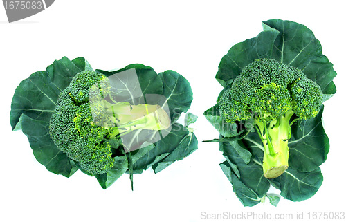 Image of broccoli and Leaf 