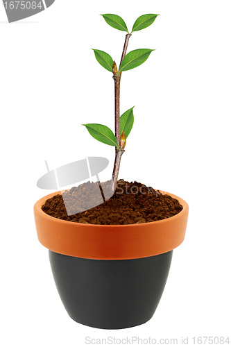 Image of Young plant in clay pot