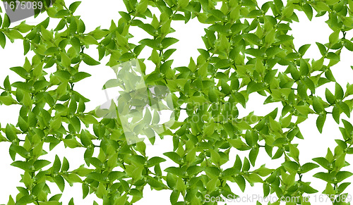 Image of Green leaves
