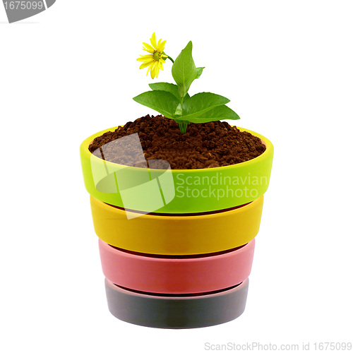 Image of flower in clay pot 