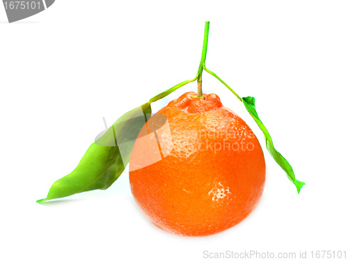 Image of Fresh orange