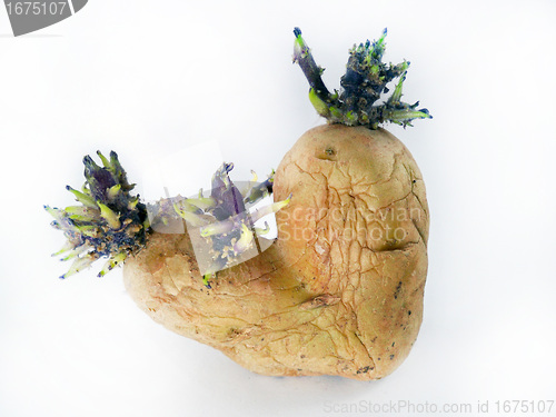 Image of potato sprouts