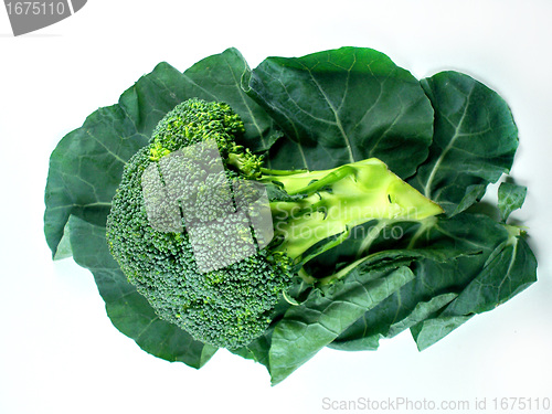 Image of broccoli and Leaf 