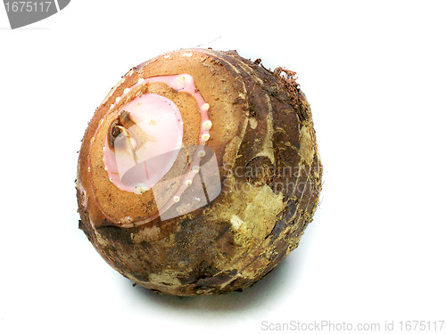 Image of Taro Root Vegetable