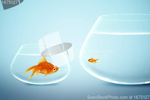 Image of Big and small goldfish 