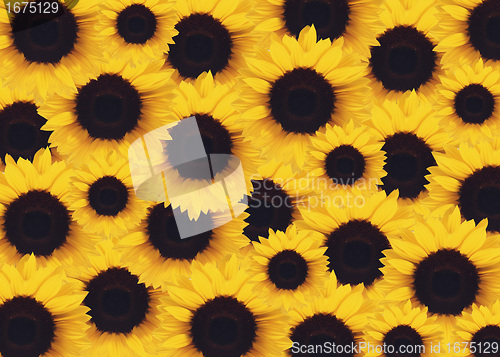 Image of yellow Sunflower