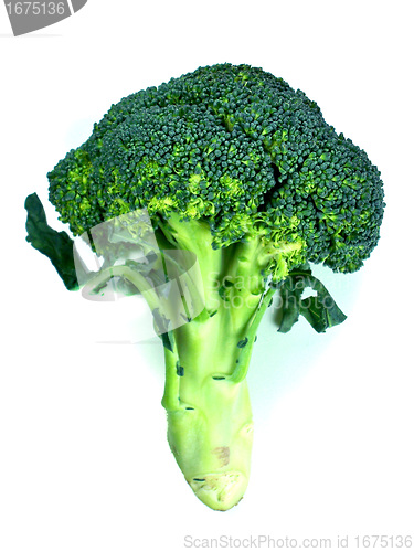 Image of branches of cabbage of a broccoli