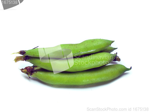 Image of bunch of broad beans 