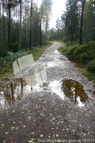 Image of after the rain