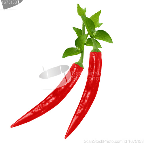 Image of red hot chili pepper