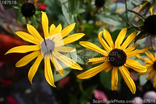 Image of autumn flowers