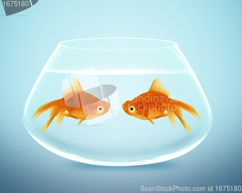 Image of Two goldfish  falling in love