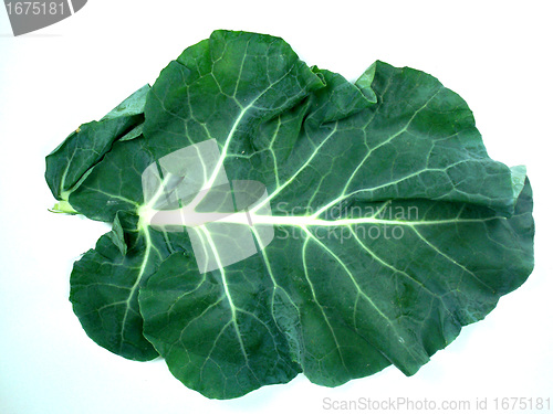 Image of Leaf of a broccoli 