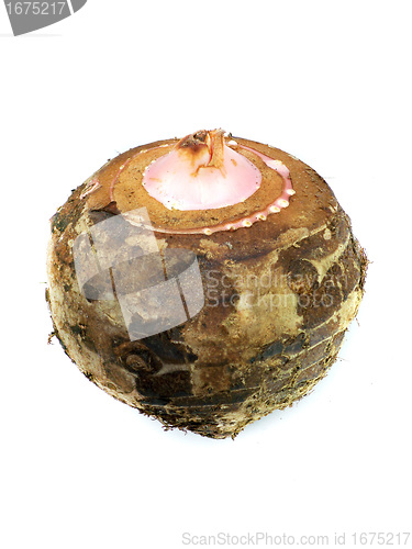 Image of Taro Root Vegetable