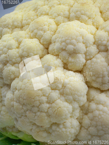 Image of Cauliflower