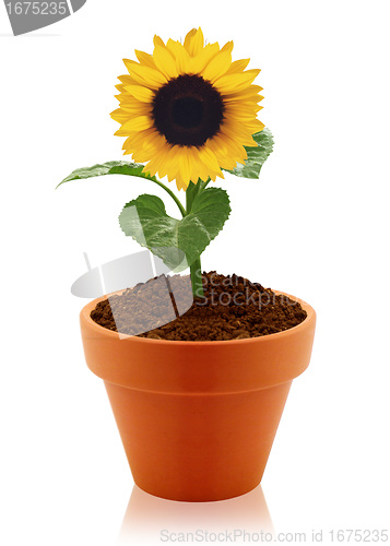 Image of sunflower in clay pot 