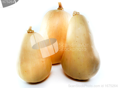 Image of butternut squash