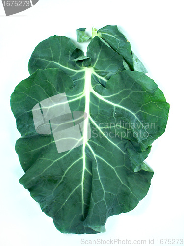 Image of Leaf of a broccoli 