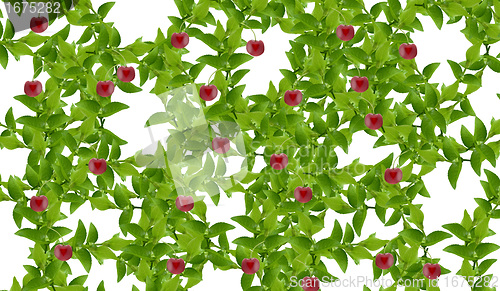 Image of Green leaves
