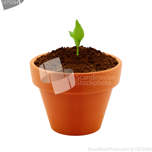 Image of Young plant in clay pot