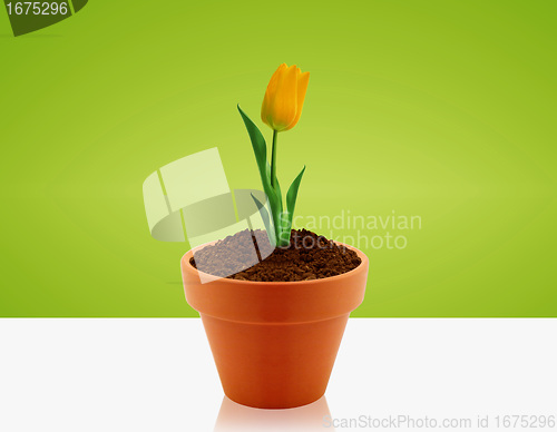 Image of Yellow Tulip