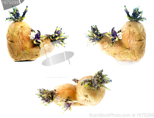 Image of potato sprouts