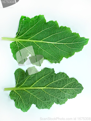 Image of Leaf of a broccoli 