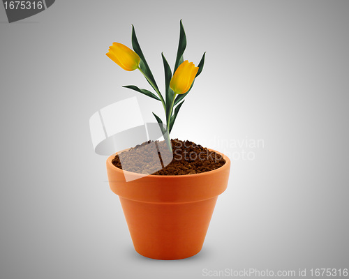 Image of flower in clay pot 