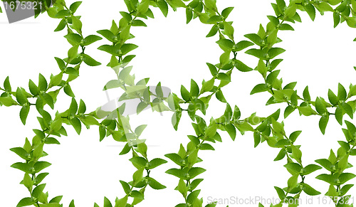 Image of Wreath from Green leaves