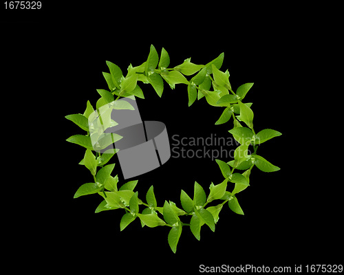 Image of Wreath from Green leaves