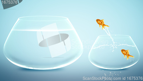Image of goldfish  jumping to Big bowl