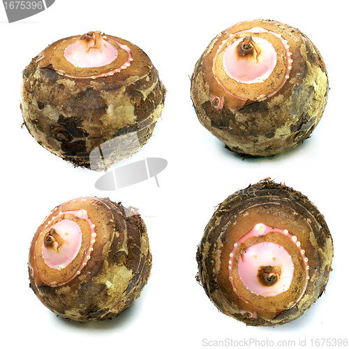Image of Taro Root Vegetable