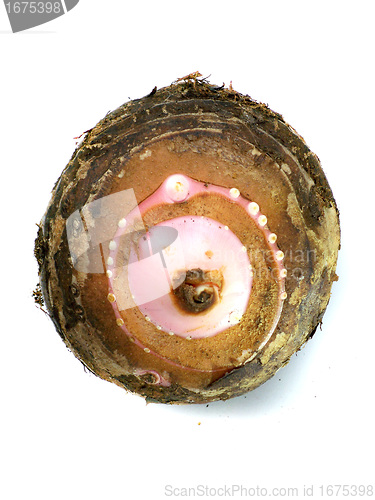 Image of Taro Root Vegetable