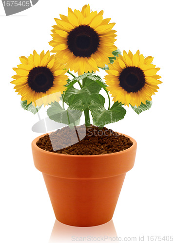 Image of sunflower in clay pot 