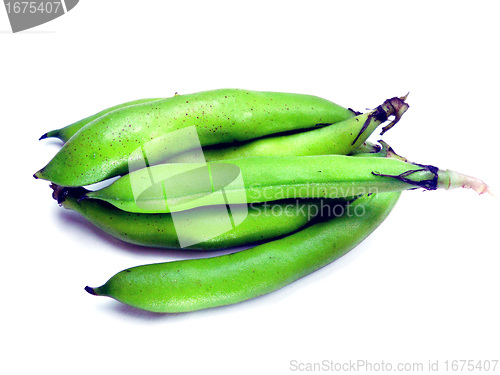 Image of bunch of broad beans 