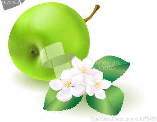 Image of Green apple with leaf and flowers