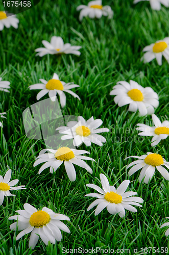 Image of Daisies on grass