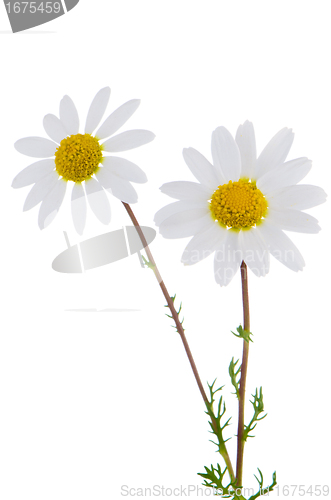 Image of Daisy flowers